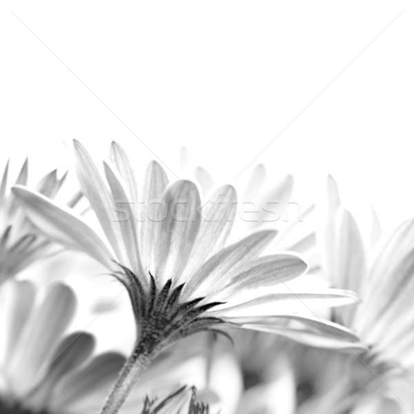 Nazik papatya çiçekler yalıtılmış beyaz Stok fotoğraf © Anna_Om