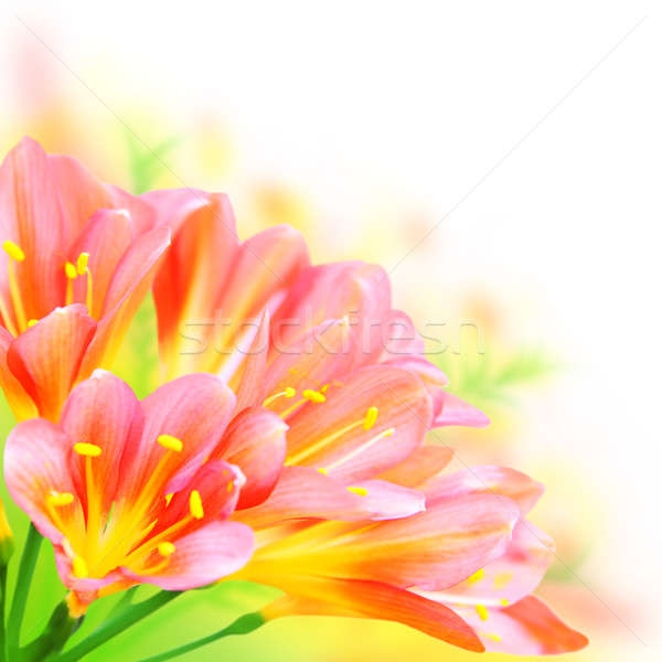 Foto stock: Flores · da · primavera · fronteira · fresco · isolado · branco · flor
