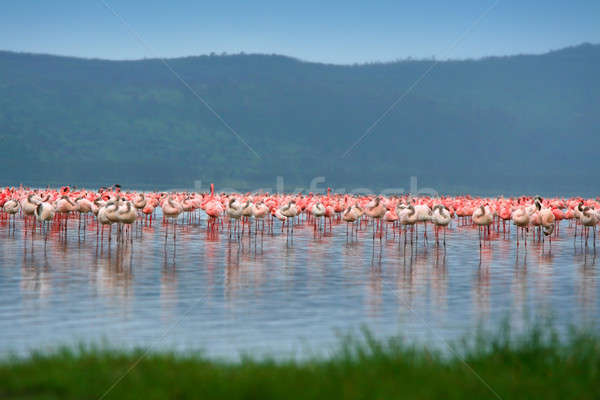 flocks of flamingo Stock photo © Anna_Om