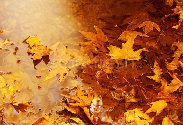 Foto stock: Hojas · de · otoño · foto · dorado · naturales · fondo