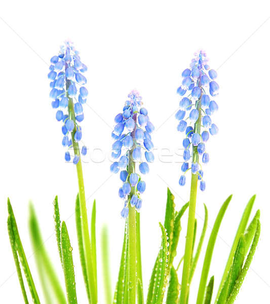 Flores de primavera frescos primavera azul minúsculo flores Foto stock © Anna_Om
