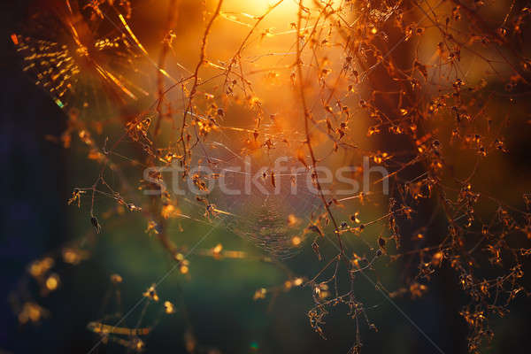 Spiderweb in the forest Stock photo © Anna_Om