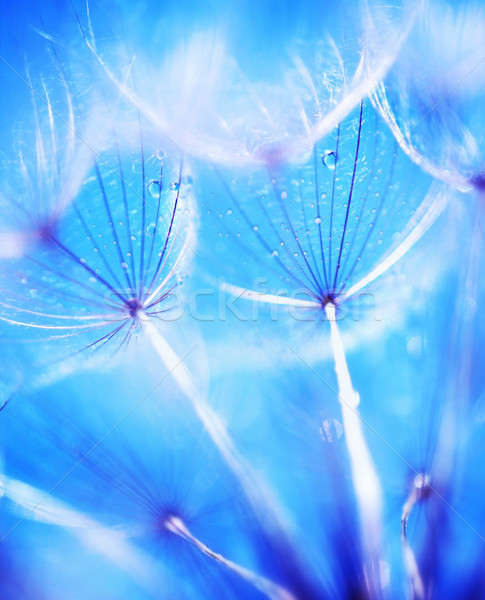 Macio dandelion flores foco leão flor Foto stock © Anna_Om
