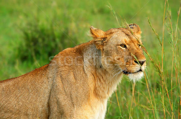 Vad afrikai Afrika Kenya tavasz macska Stock fotó © Anna_Om