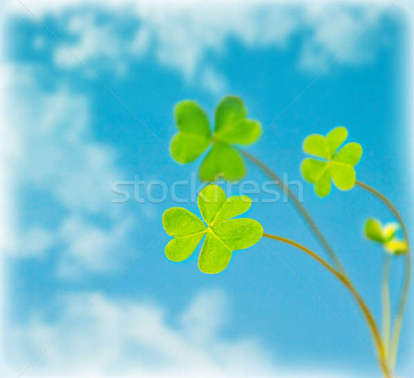 1630423_stock-photo-abstract-natural-background-clover-over-sky.jpg