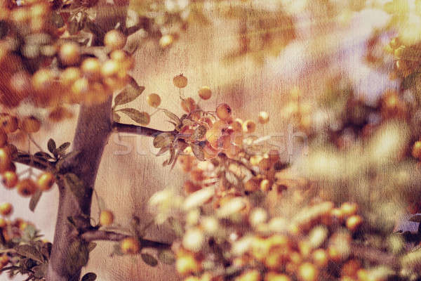 Rowanberry background Stock photo © Anna_Om