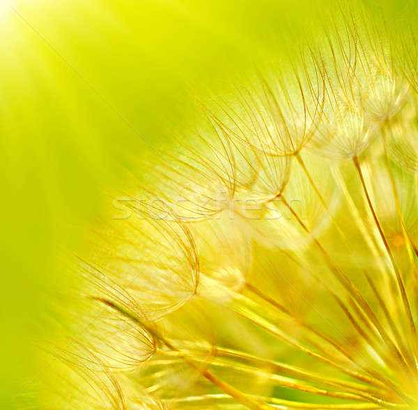 Abstract păpădie floare extremă moale Imagine de stoc © Anna_Om