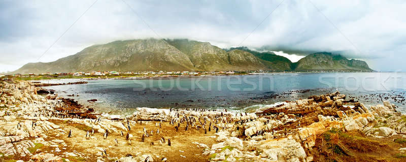 Panoramic landscape with penguins Stock photo © Anna_Om