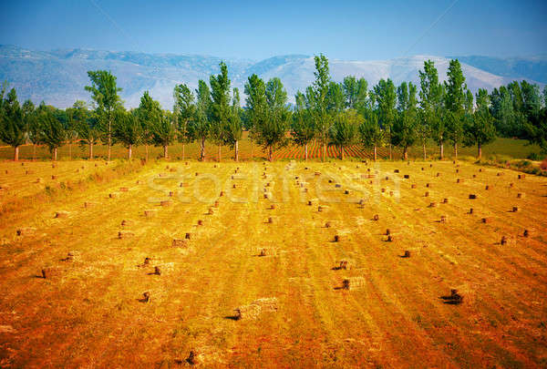 Haystacks on dry field Stock photo © Anna_Om