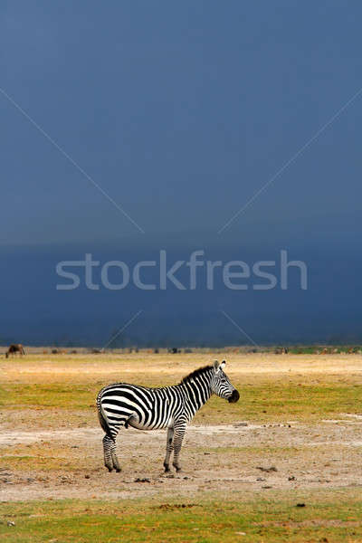 African Wild Zebra Stock photo © Anna_Om
