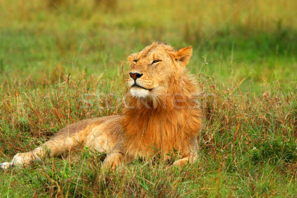 Portrait of young wild african lion Stock photo © Anna_Om