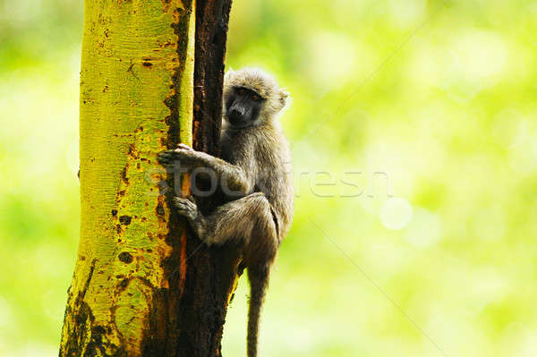 африканских обезьяны портрет животного подвесной Сток-фото © Anna_Om