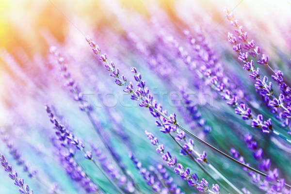 Lavender flower background Stock photo © Anna_Om