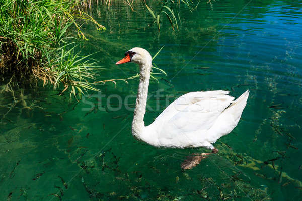 Beautiful Swan Gliding on Transparent Water Surface of Krka Rive Stock photo © anshar