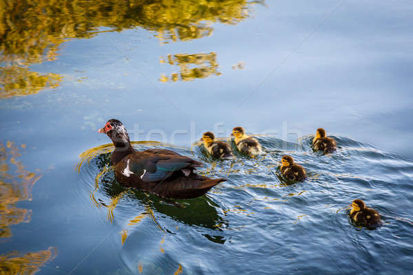 Duck and Baby Ducklings in the Water, Split, Croatia Stock photo © anshar
