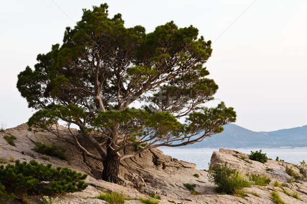Pine Tree on the Rocky Beach in Brela, Croatia Stock photo © anshar