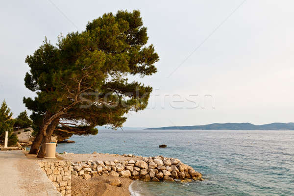 ストックフォト: 松 · ビーチ · クロアチア · 水 · 自然 · 海