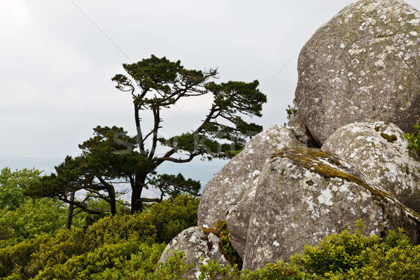 Rocks and the Tree in Moorish Castle near Lisbon, Portugal Stock photo © anshar