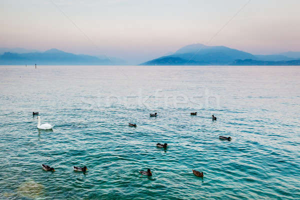 Beautiful Swan and Ducks on the Water Surface of Garda Lake, Sir Stock photo © anshar