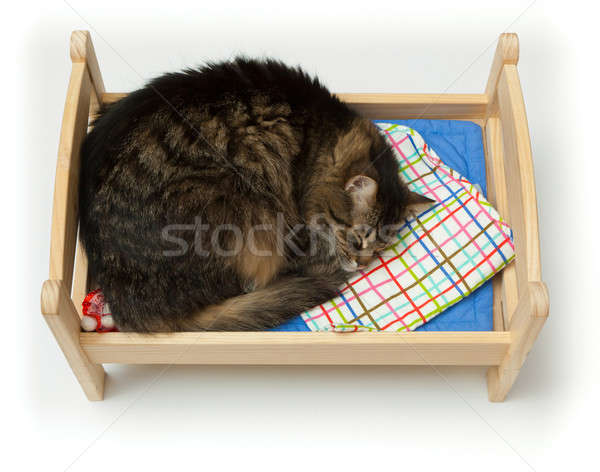 Zabawki kołyska kot skulona Zdjęcia stock © Antartis