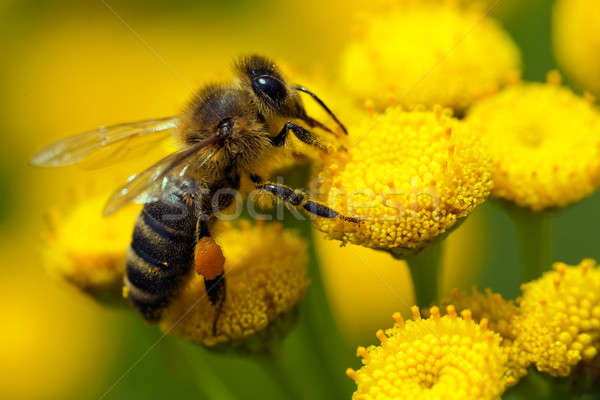A bee on a flower Stock photo © Antartis