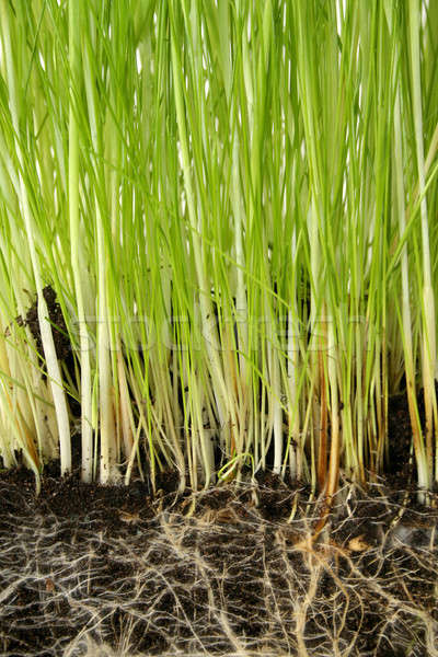 Verde creştere crestere iarbă subteran rădăcini Imagine de stoc © Anterovium