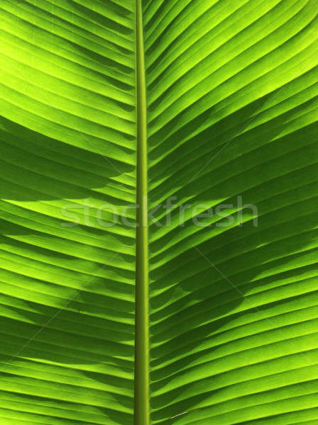 Banana tree leaf Stock photo © Anterovium