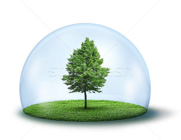 緑の木 ドーム 草 ガラス キューポラ ストックフォト © Anterovium