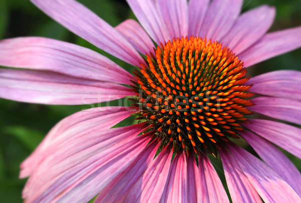 Coneflower closeup Stock photo © Anterovium