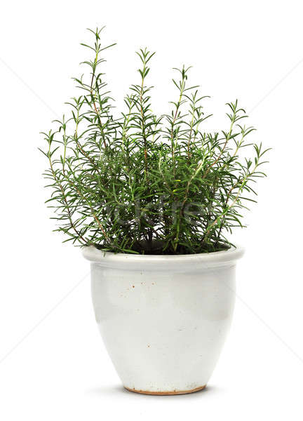 Rosemary in white clay pot Stock photo © Anterovium