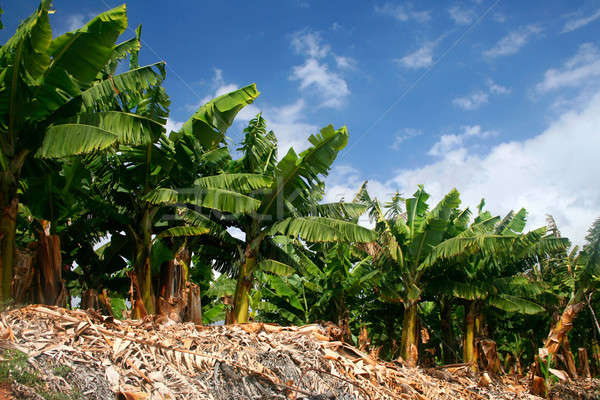 Banana trees Stock photo © Anterovium