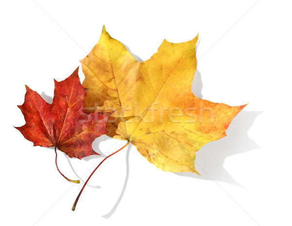 red and yellow maple leaves Stock photo © Anterovium