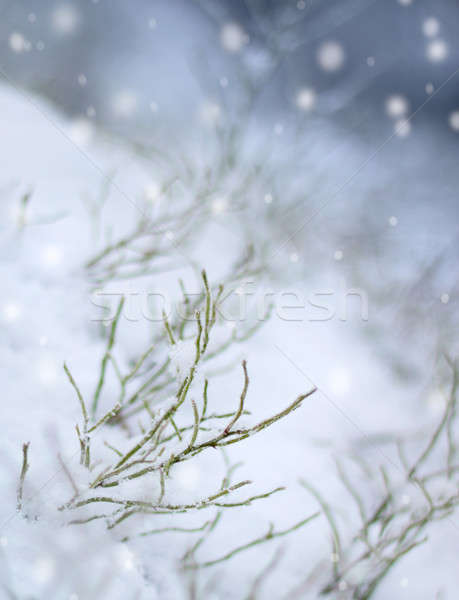Eerste sneeuwval impressie sneeuw mooie winter Stockfoto © Anterovium
