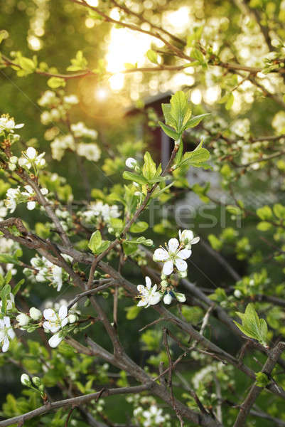 Stockfoto: Voorjaar · avond · tuin · pruim · boom · bloesems