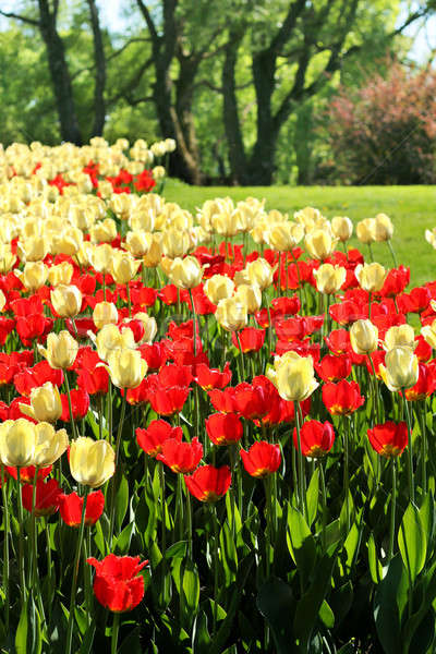 [[stock_photo]]: Lumière · rouge · jaune · tulipes · jardin · floraison · feuille