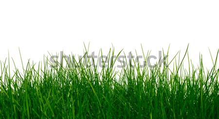 Tineri iarba verde in primul rand crestere vară câmp Imagine de stoc © Anterovium