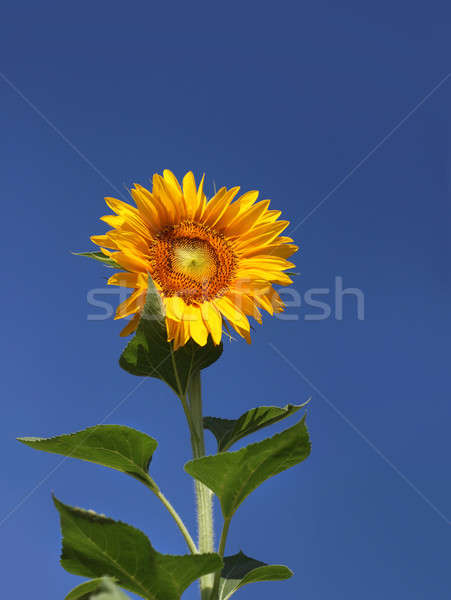 Solitary sunflower against blue sky Stock photo © Anterovium