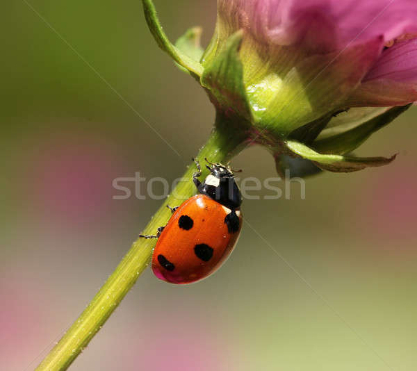 Ladybird climbing flower stem Stock photo © Anterovium