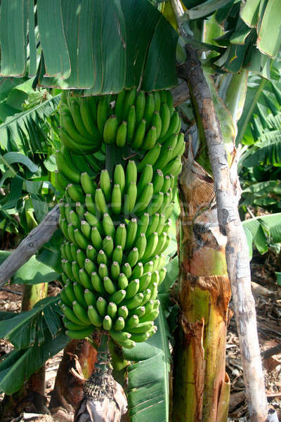 Fresh bananas Stock photo © Anterovium