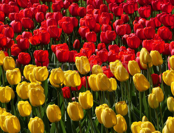 [[stock_photo]]: Rouge · jaune · tulipes · domaine · jardin · printemps