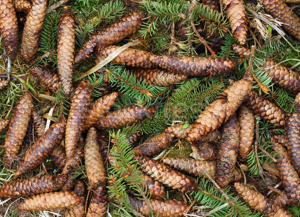 Spruce cones and branches Stock photo © Anterovium