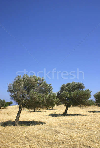 olive trees on hill Stock photo © Anterovium