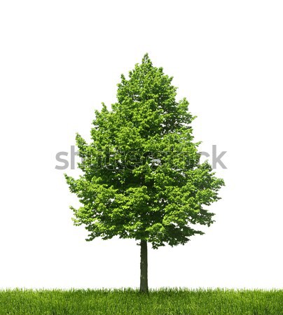 Green lone tree on white background Stock photo © Anterovium