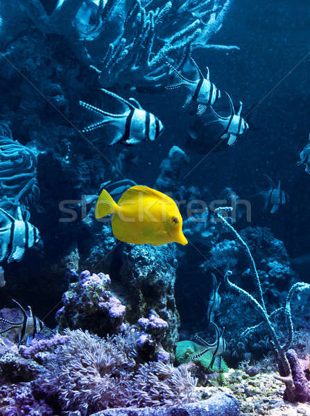 Yellow tropical fish in blue Stock photo © Anterovium