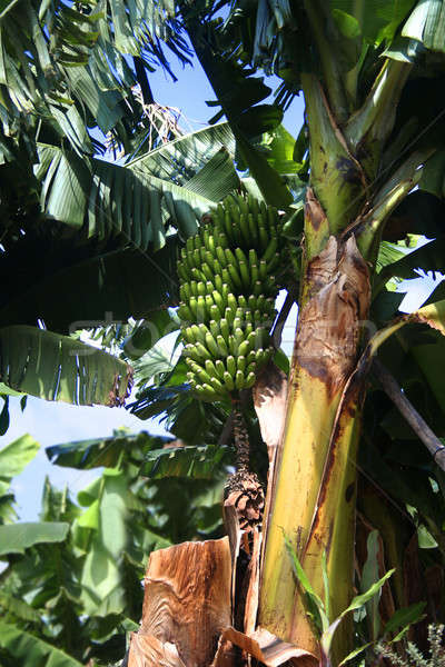 Banană afara copac proaspăt verde banane Imagine de stoc © Anterovium
