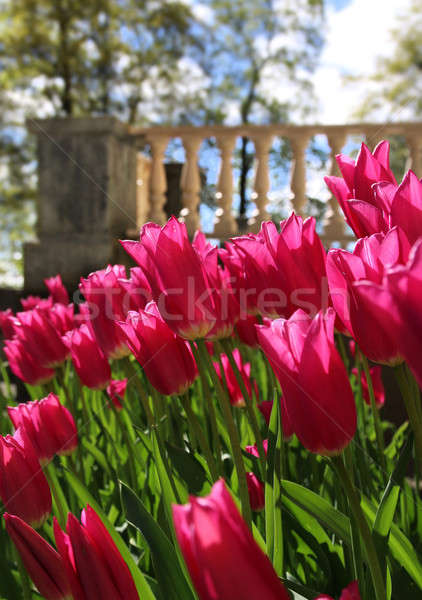 Red tulips near garden terrace Stock photo © Anterovium