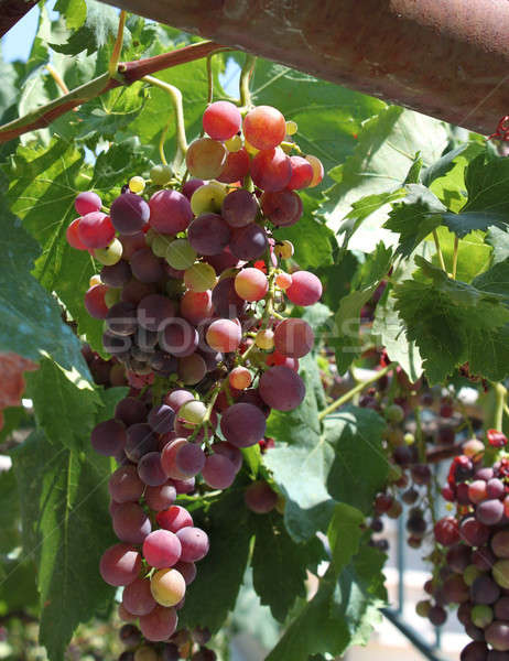 Frischen Weinrebe Haufen lila Trauben grünen Stock foto © Anterovium