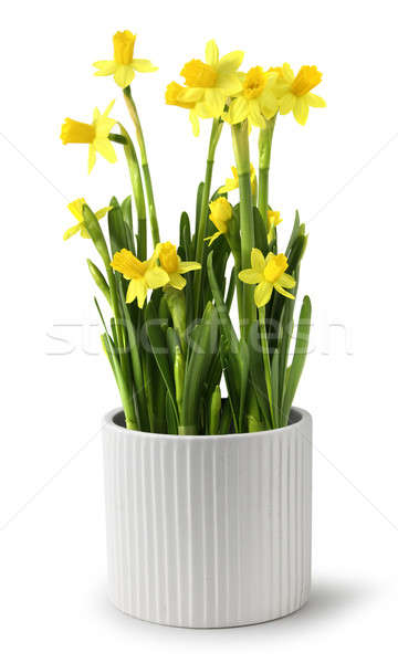 Narcissus pot Stock photo © Anterovium