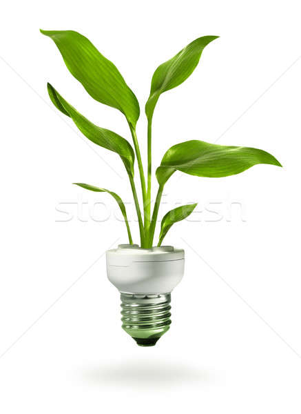 Green growth from energy saving eco lamp Stock photo © Anterovium