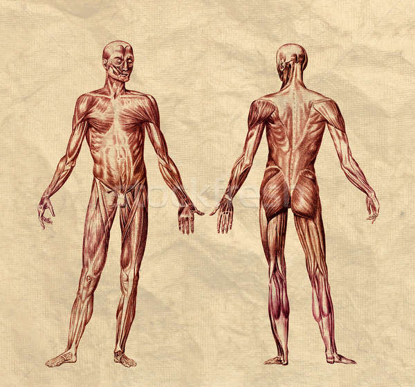 Human muscular system old print Stock photo © Anterovium